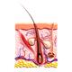 Cross section of skin showing hair follicle and sebaceous glands structure