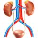 Human kidneys and bladder illustration... (thumbnail)