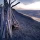 Couple in driftwood shack at the beach... (thumbnail)