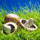Cremini mushrooms in green grass... (thumbnail)