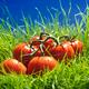 Tomatoes on vine in green grass still life... (thumbnail)