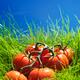 Vine-ripened tomatoes in green grass artistic food still life... (thumbnail)