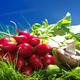 Radish and vegetables still life in green grass... (thumbnail)