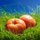 Field tomatoes in green grass still life... (thumbnail)
