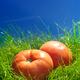 Organic field tomatoes in green grass still life... (thumbnail)