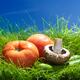 Organic vegetables artistic sunny still life... (thumbnail)