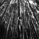 Beautiful nude woman standing at a tall pine tree in forest... (thumbnail)