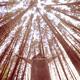 Woman standing under tall pine trees with hands raised towards the sun... (thumbnail)