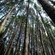 Tall pine trees in a forest... (thumbnail)