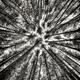 Pine forest converging tree tops black and white... (thumbnail)