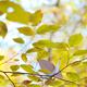 Origami paper crane in a tree in fall nature... (thumbnail)