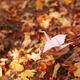 Origami paper crane sitting on mushroom in fall nature... (thumbnail)