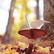 Origami paper crane sitting on mushroom... (thumbnail)