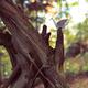 Origami paper crane sitting on dried tree branch... (thumbnail)