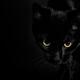 Black with bright yellow cat eyes face portrait... (thumbnail)