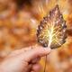 Hand holding leaf with tree inside nature fractals concept