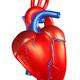 Human Heart 3D Illustration... (thumbnail)