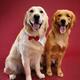Golden Retrievers... (thumbnail)