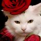 Cute Snow White Cat in Red Roses... (thumbnail)