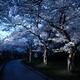 Dramatically Illuminated Flowering Trees... (thumbnail)