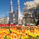 Colorful tulips during Tulip festival in Ottawa Canada... (thumbnail)