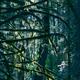 Mossy branches of Douglas fir trees... (thumbnail)