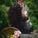 Young woman smelling roses in a garden... (thumbnail)