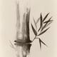 Bamboo stalk Sumi-e Oriental Zen painting in sepia... (thumbnail)
