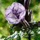 Datura Ballerina Purple flower... (thumbnail)