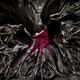 Woman in red dress curled up in roots of a dead tree... (thumbnail)