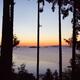 Sunset over the ocean scenery through a frame of tall cedar trees on V... (thumbnail)
