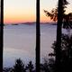 Sunset over the ocean scenery through tall cedar trees on Vancouver Is... (thumbnail)