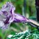 Datura Ballerina Purple flower side view... (thumbnail)