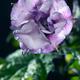 Closeup of blooming Datura Ballerina Purple flower... (thumbnail)
