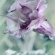 Artistic closeup of Datura Ballerina Purple flower blossom... (thumbnail)