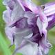 Datura Ballerina Purple flower closeup of petals... (thumbnail)
