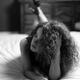 Sensual portrait of a woman with thoughtful expression lying on a bed... (thumbnail)
