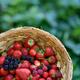 Home grown strawberries and other berries in a basket... (thumbnail)