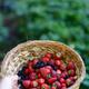 Hand holding a basket with home grown strawberries and other berries... (thumbnail)