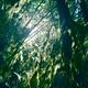 Sunlight through mossy tree branches in a forest... (thumbnail)