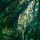 Dark green mossy tree branches in a forest lit by the sun... (thumbnail)