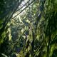 Closeup of moss on tree branches in a dark forest glowing in sunlight... (thumbnail)