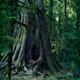 Old crooked cedar tree in a forest Vancouver Island... (thumbnail)