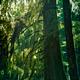 Douglas fir trees with mossy branches in a forest... (thumbnail)