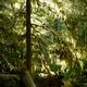 Mossy forest lit by bright sunlight... (thumbnail)