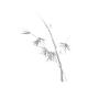 Delicate design Bamboo stalk with young leaves Asian style Zen illustration on white background