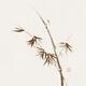 Bamboo stalk with young leaves Delicate refined Zen style design on li... (thumbnail)