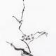 Sakura blossom artistic Japanese Zen Sumi-e painting on white rice pap... (thumbnail)