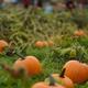Pumpkins at a farm in fall BC Canada... (thumbnail)