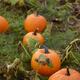 Pumpkins at a farm pumpkin patch... (thumbnail)